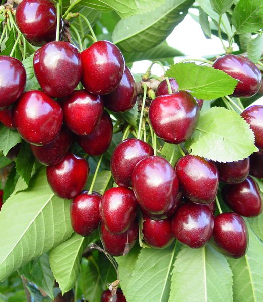 Čerešňa 'Kordia'